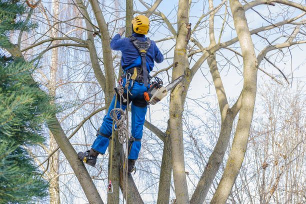 How Our Tree Care Process Works  in  Bennettsville, SC