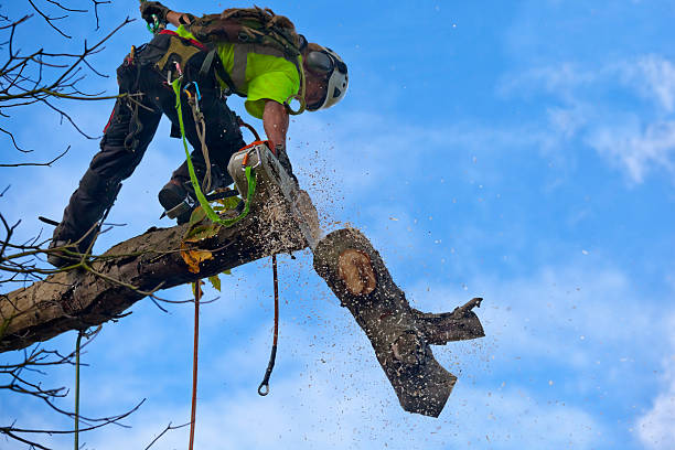Bennettsville, SC Tree Care Company